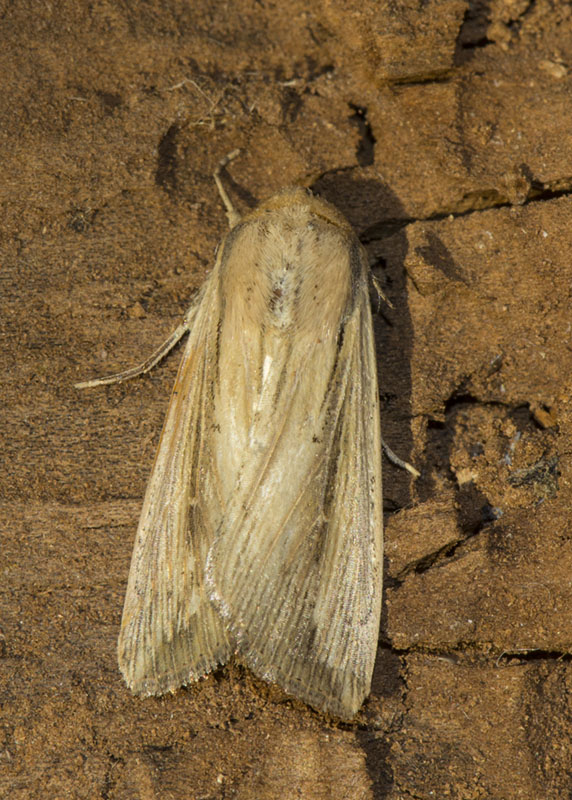 Noctuidae di fine settembre